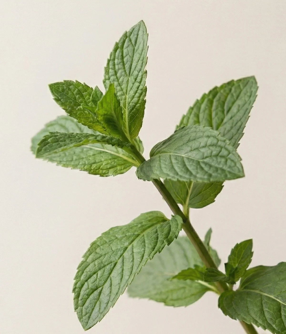 Close-up of a mint plant on a light beige background