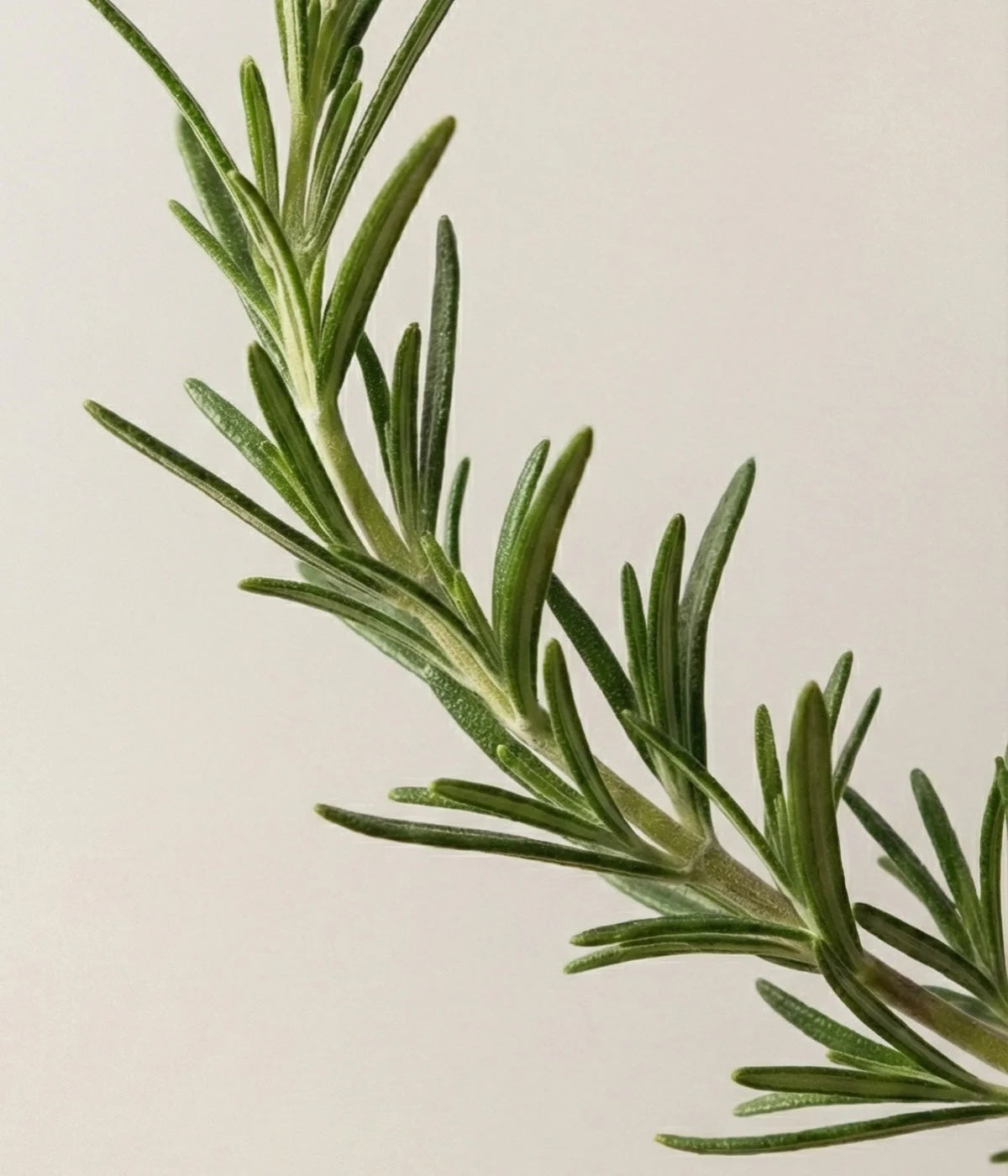 Close-up of a green rosemary plant on a light beige background.