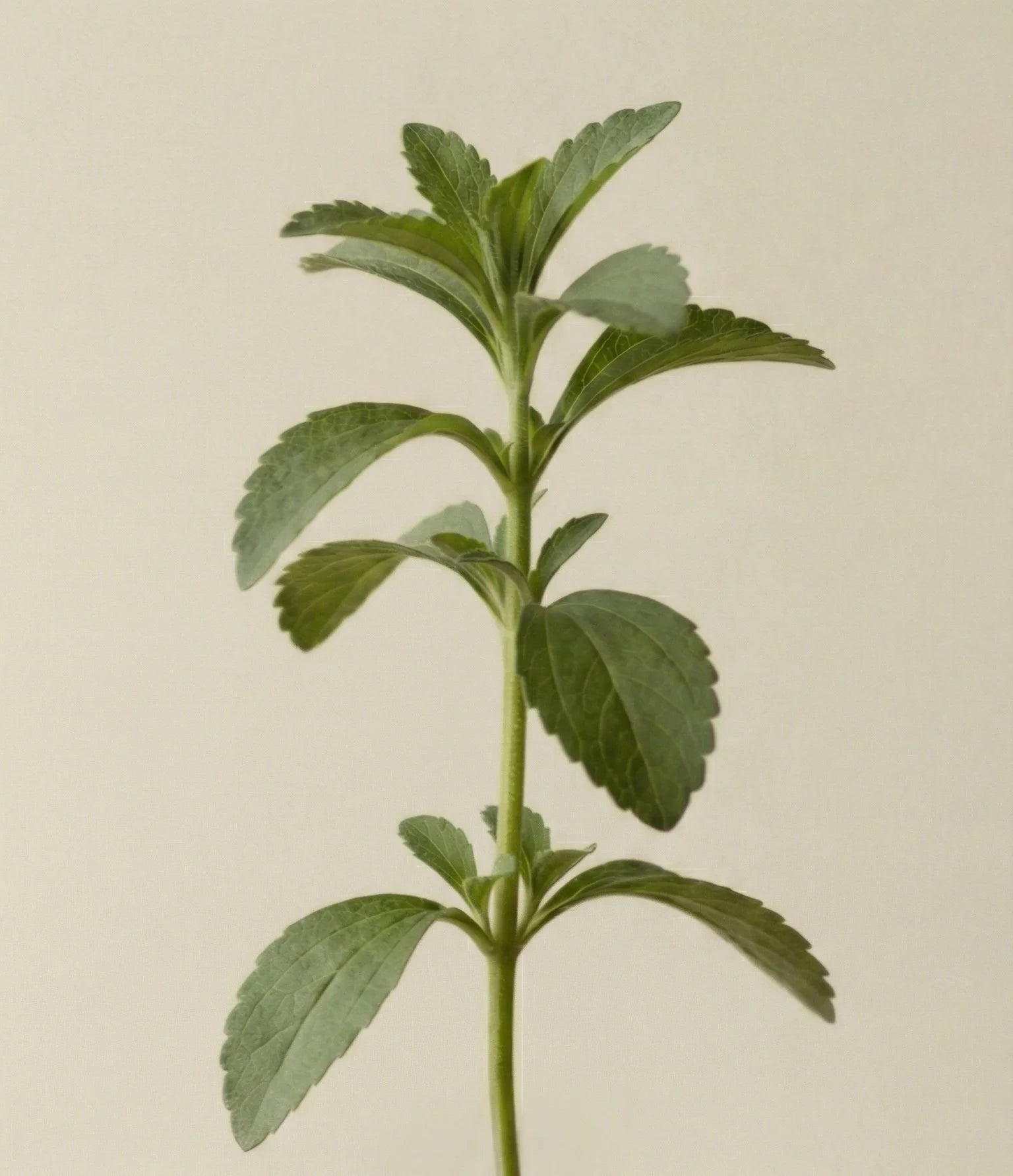 Stevia plant on a beige background.